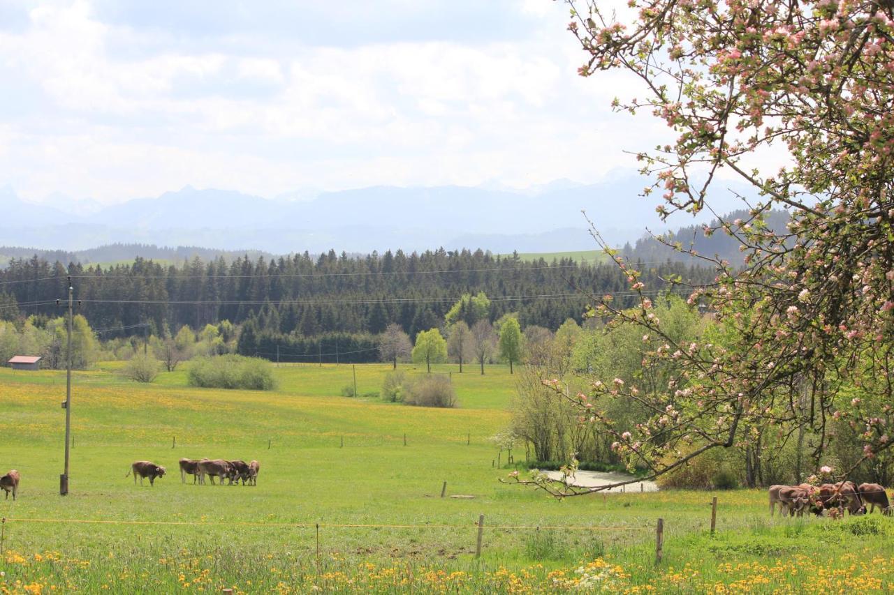 Kuh Heimat - Bergblick - Terrasse Daire Buchenberg  Dış mekan fotoğraf